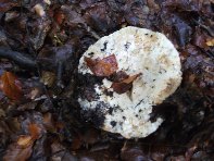 Monte_Spagnolo - Lactarius_piperatus_20101010 047.jpg